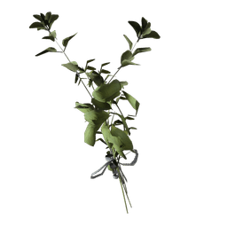 大毛蕊花