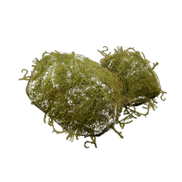 苔藓